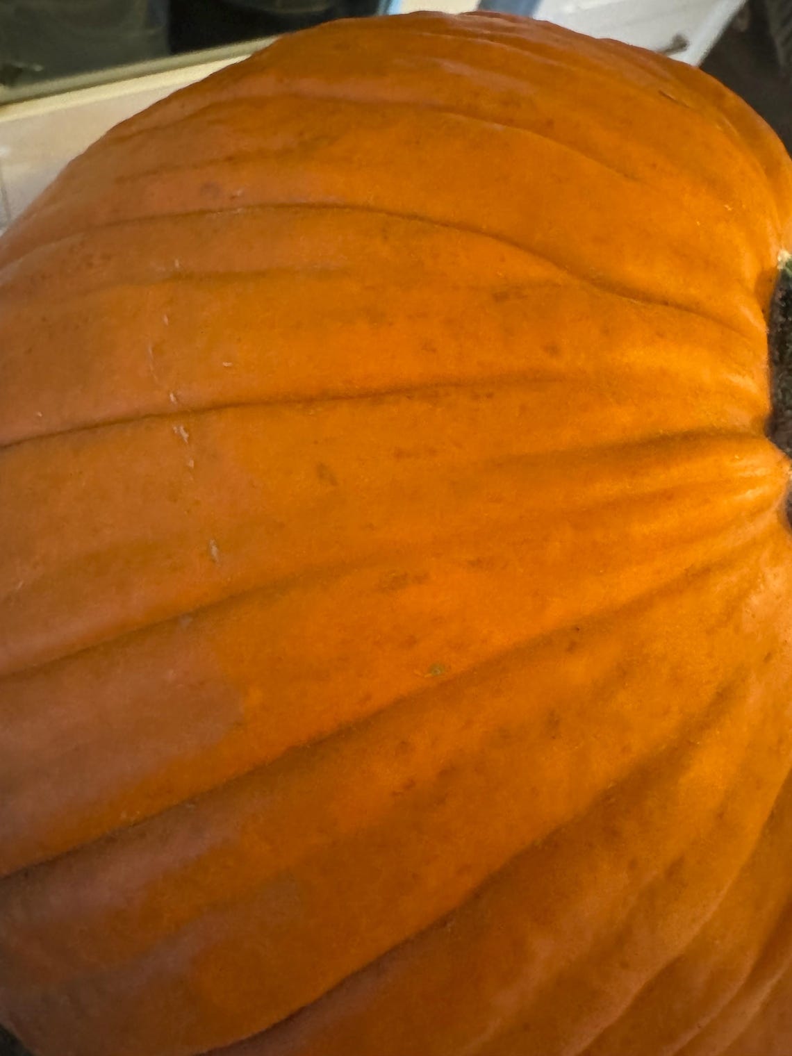 Freeze Dried Pumpkin Raw Pumpkin With Rind: Pet & Wildlife Food - Etsy