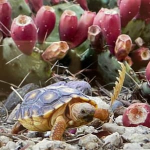 Gevriesdroogde cactusvijgcactus: biologisch voedsel voor schildpadden en reptielen (opuntia)