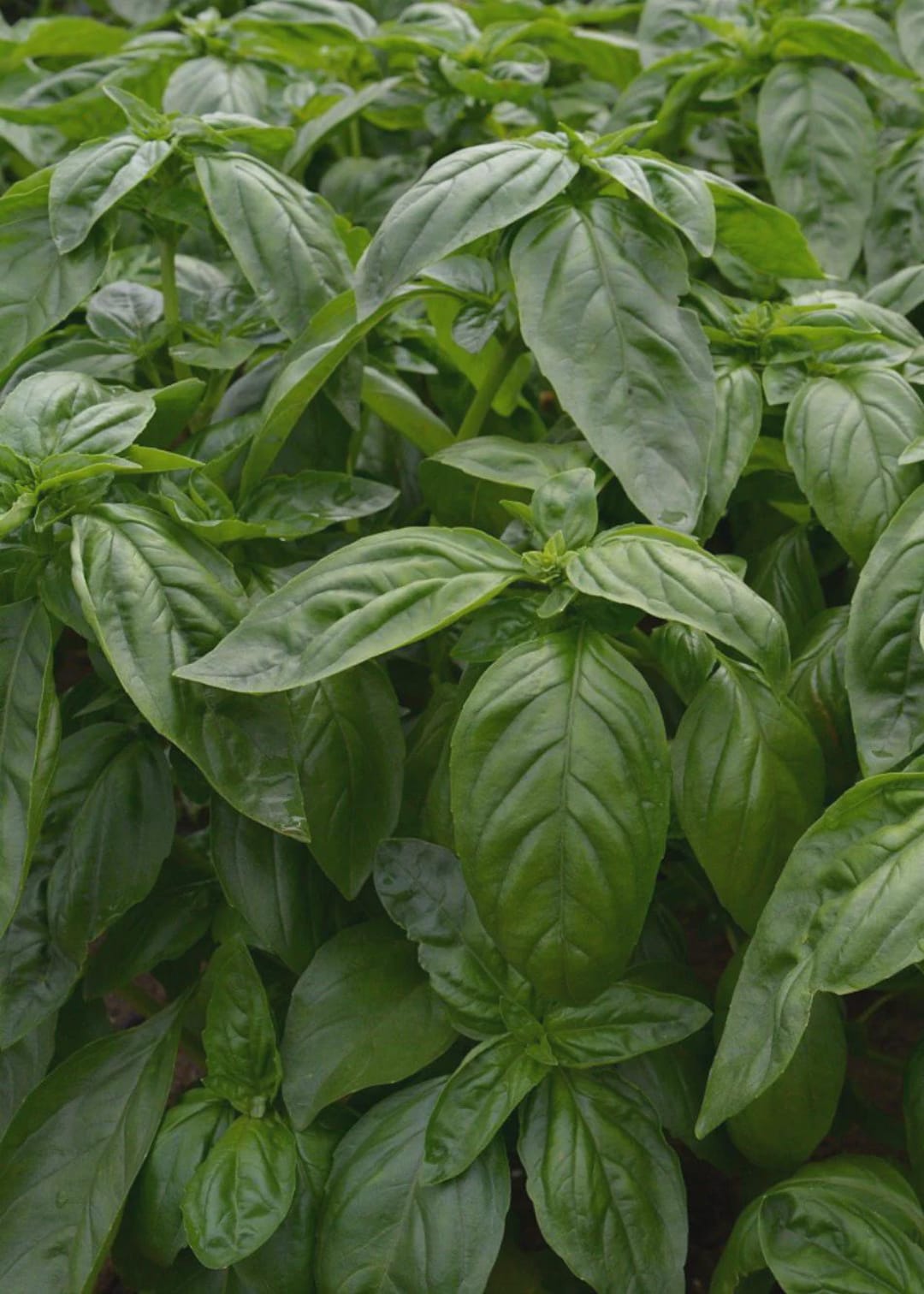 Freeze Dried Organic Basil: Leaves or Powder - Pesto Recipe Included - Etsy