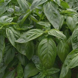 May include: A dense cluster of fresh basil leaves, characterized by their vibrant green color, smooth texture, and pointed oval shape. The leaves are arranged in layers, showcasing prominent veins and a glossy finish across the entire plant foliage.