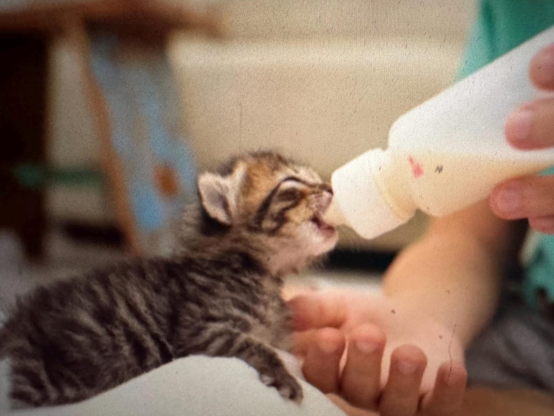 Organic Kitten Goat Milk Replacer-kitten Food-kitten Formula Replacer ...