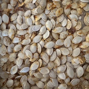 Peut inclure: Gros plan sur un tas de graines de citrouille crues et séchées. Les graines sont ovales, de couleur blanc crème, certaines avec des taches brun clair. Les graines sont dispersées, créant un motif texturé et naturel.