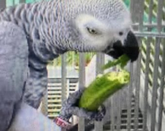 Vogelfutter gefriergetrocknete Bio-Okra-Okra gebrauchsfertig-viele Samen