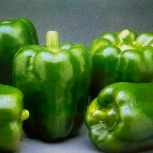 May include: A cluster of fresh, vibrant green bell peppers. The peppers have a glossy sheen and a slightly irregular shape, with a stem visible on some. The image showcases the natural texture and color of the vegetables.