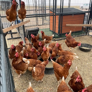 May include: A group of brown chickens in a fenced-in area. Some of the chickens are perched on a wooden perch, while others are eating from a black bowl on the ground.