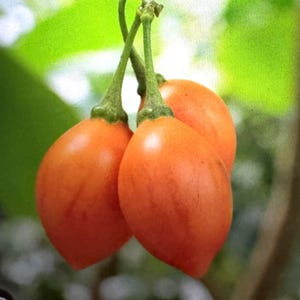 Puede incluir: Primer plano de tres frutos de tamarillo naranja colgando de un tallo verde. Las frutas tienen una textura suave y brillante y son de forma ovalada. El fondo es una mezcla borrosa de verde y marrón.