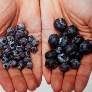 May include: A collection of fresh blueberries displayed in two distinct groups. The left side features a cluster of smaller, round, dark blue berries, while the right side contains a group of larger, plump, deep indigo blueberries with a dusty bloom.