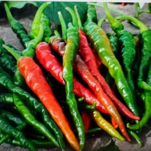May include: A collection of fresh chilli peppers in varying stages of ripeness, featuring long, slender, and wrinkled skins. The peppers display a vibrant mix of deep forest green and bright red colours, with tapered ends and curved, textured stems.