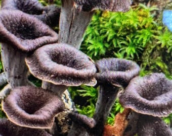gefriergetrockneter schwarzer Trompetenpilz-schwarze Trompetenpilze-lange Haltbarkeit
