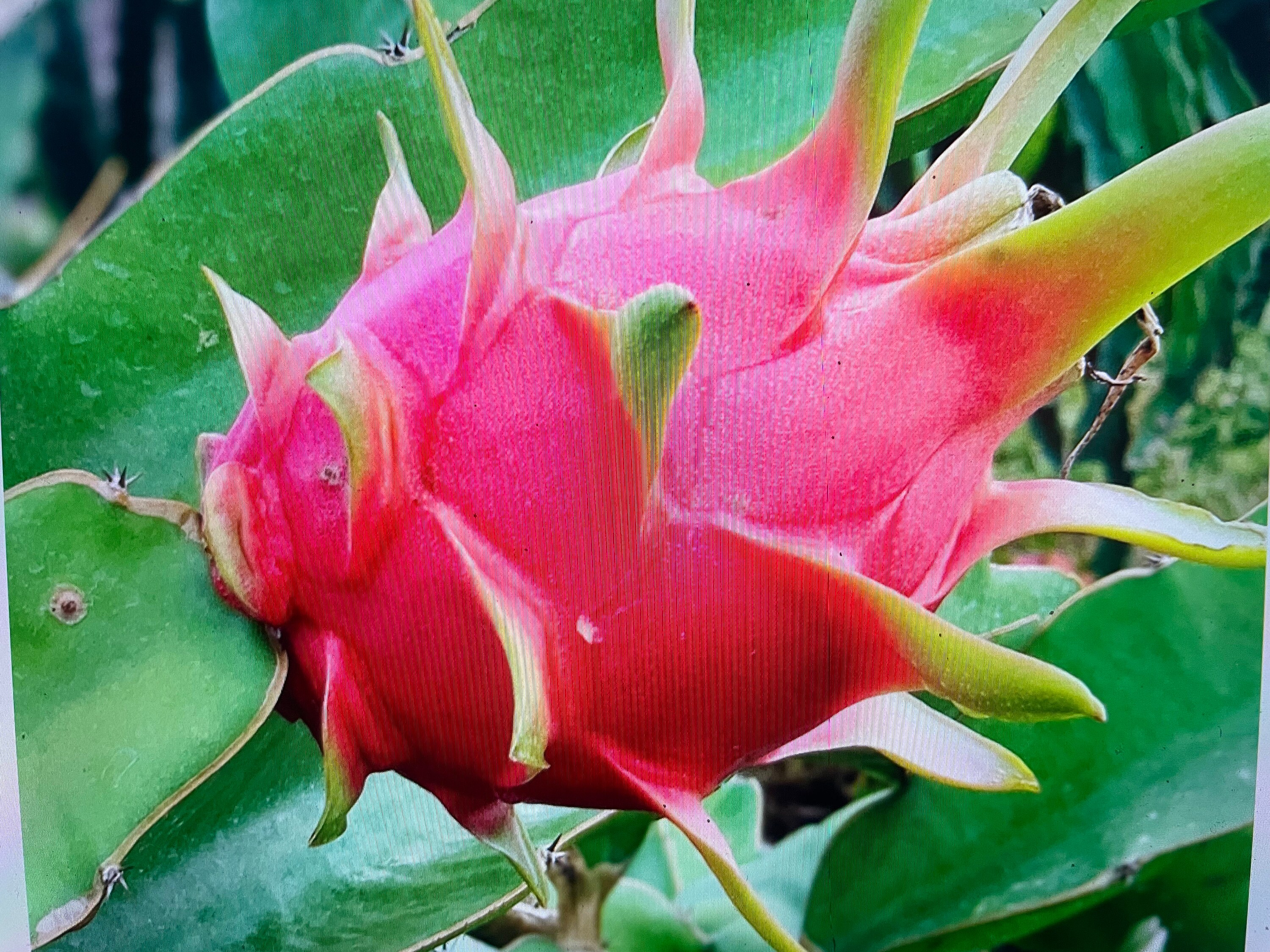 Freeze Dried Dragon Fruit Dragon Fruit Tea Flavoring Freeze Dried