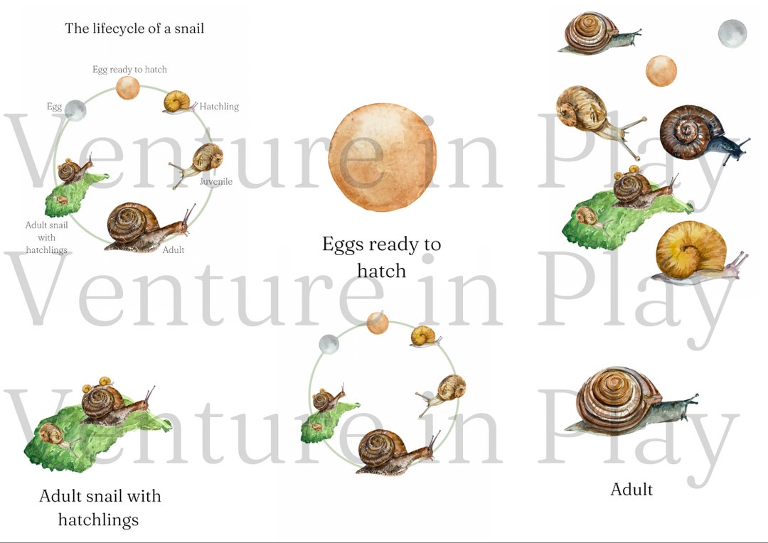 Snail Lifecycle Printable Pack Etsy