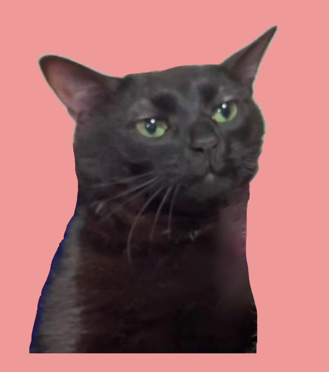 black-cat-zoning-out-meme-die-cut-vinyl-sticker-decal-etsy