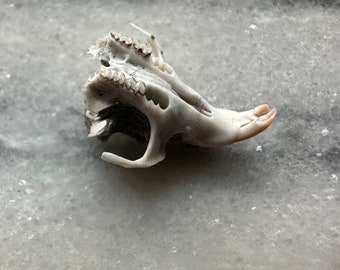 Eule Pellets Skull Bones Art Eulen Pellet Dissection Nagetier Schädel Bone Art Gothic Ästhetische Geier Kultur Kuriositäten