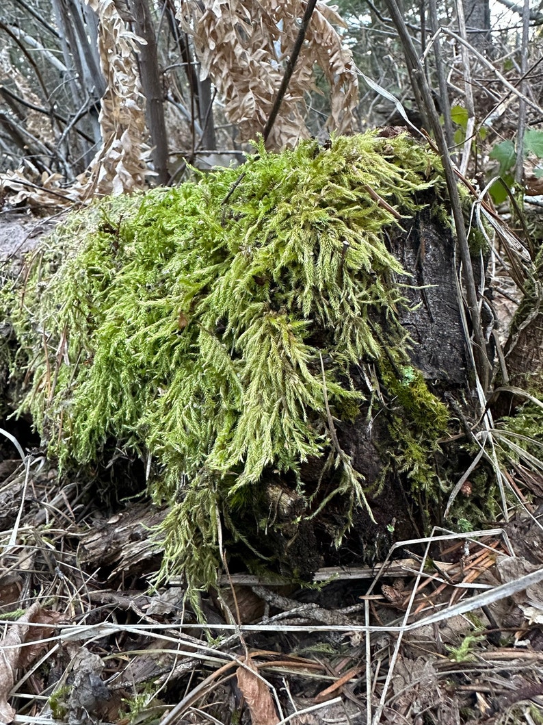 Moss Wall Art Moss Garden Moss Lawn Moss Live Moss Sheet Moss Etsy