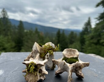 Terrarium Decor Living Decor Live Moss Natural Bone Decor Vertebrae Oddity Real Bone Art Curio Bone Terrarium