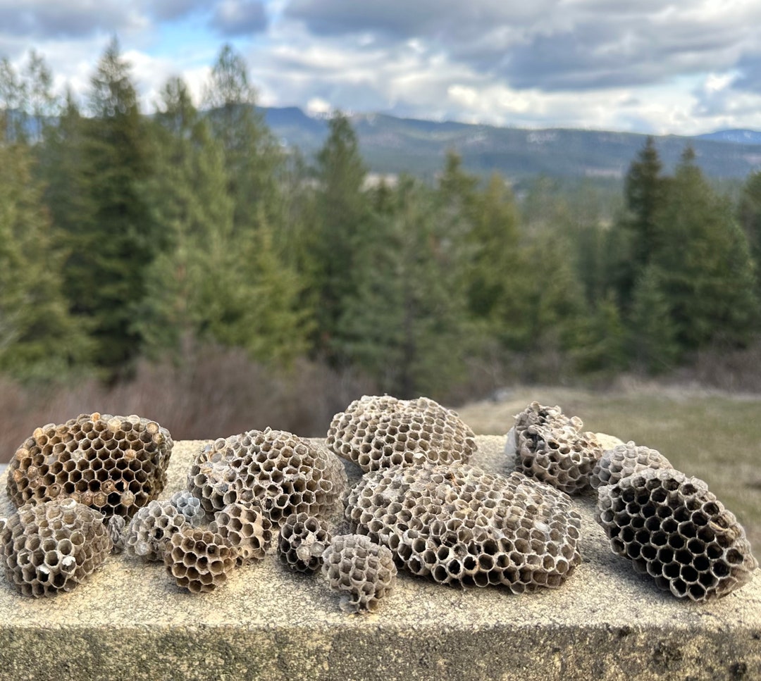 Wasp Nest Wasp Nest Art Wasp Nest Decor Paper Wasp Nest Real Wasp Nest ...