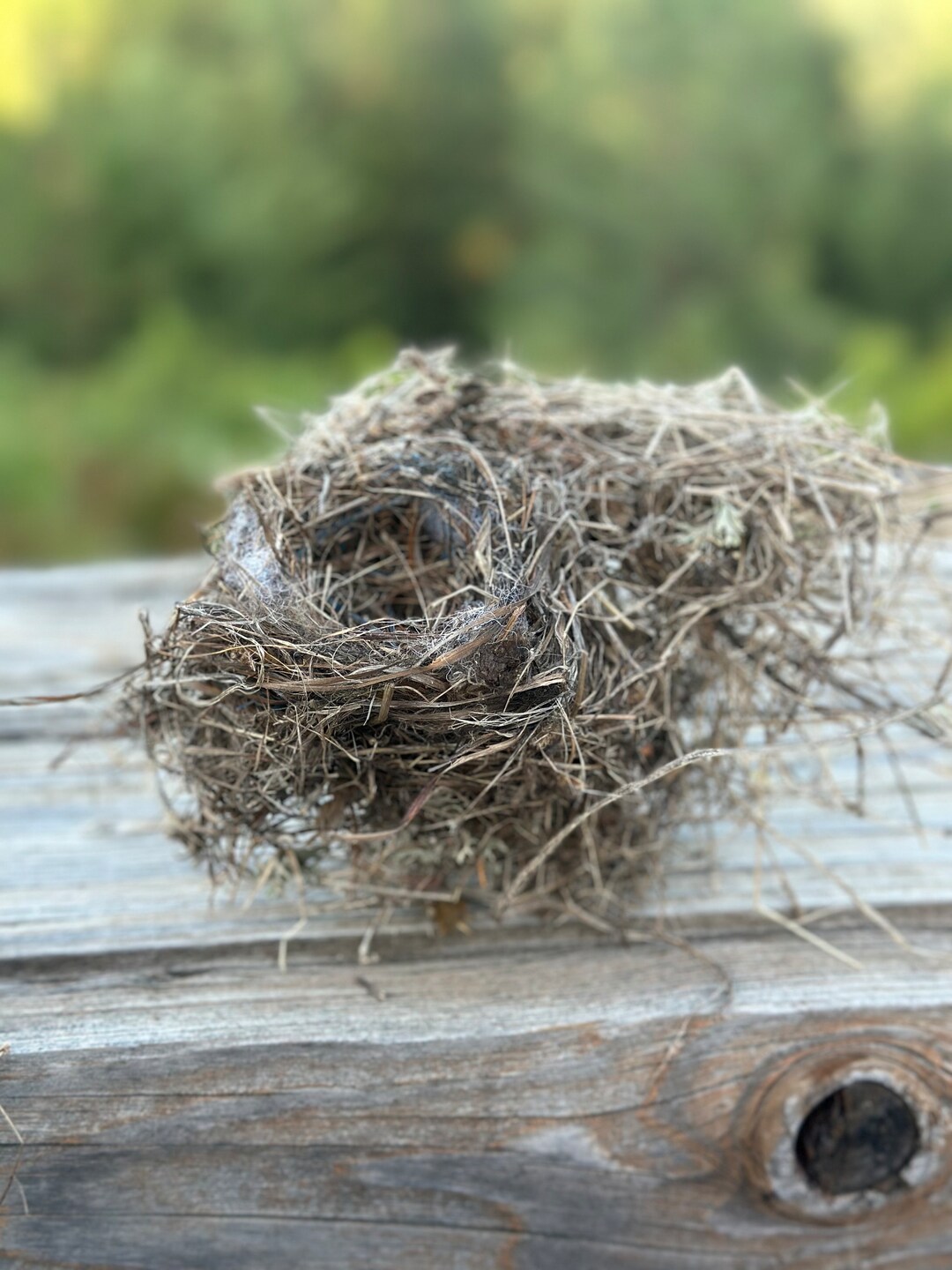 Real Bird Nest Decor Natural Bird Nest Cottagecore Bird Nest Etsy