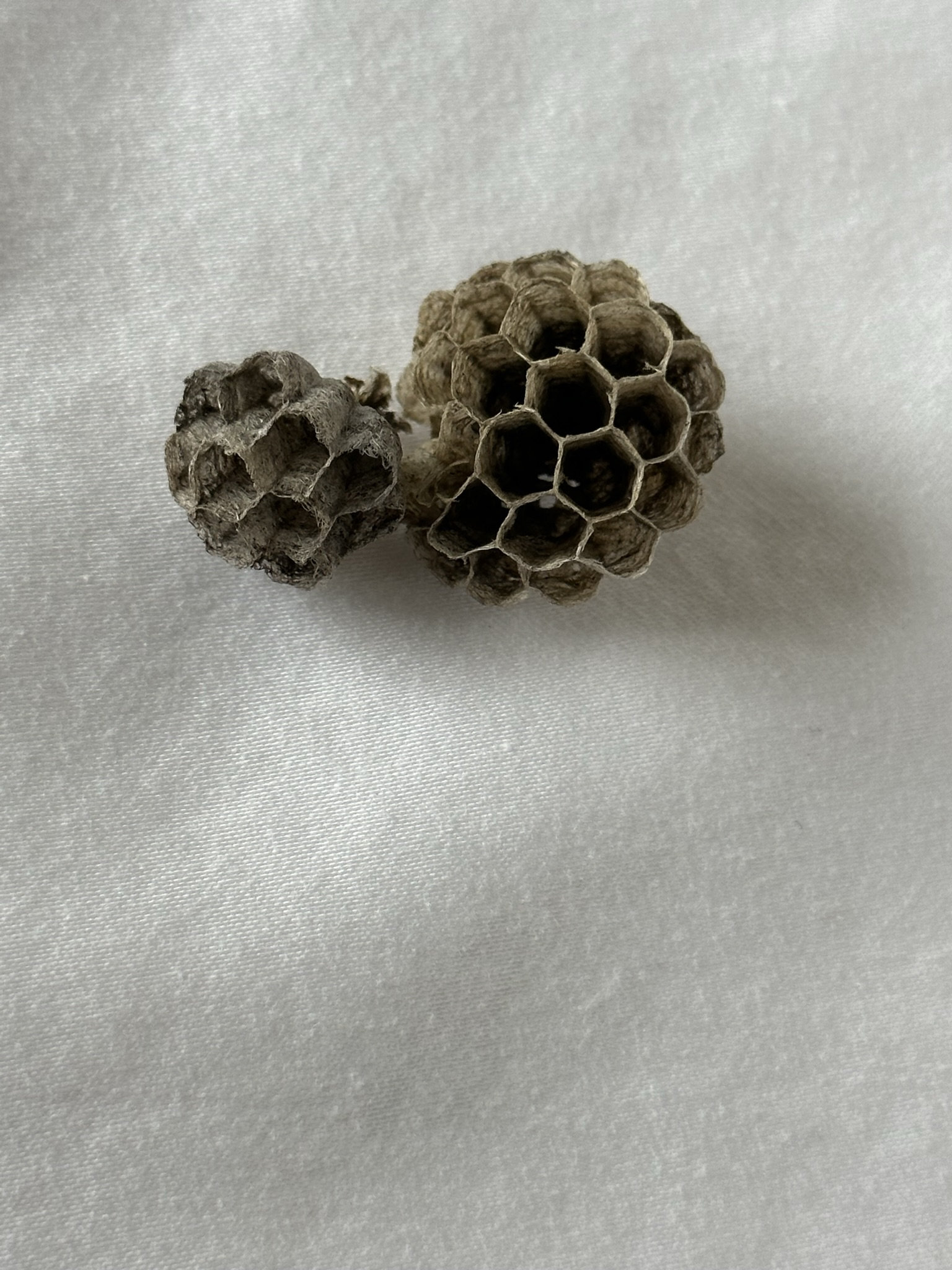 Wasp Nest Wasp Nest Art Wasp Nest Decor Paper Wasp Nest Real Wasp Nest ...