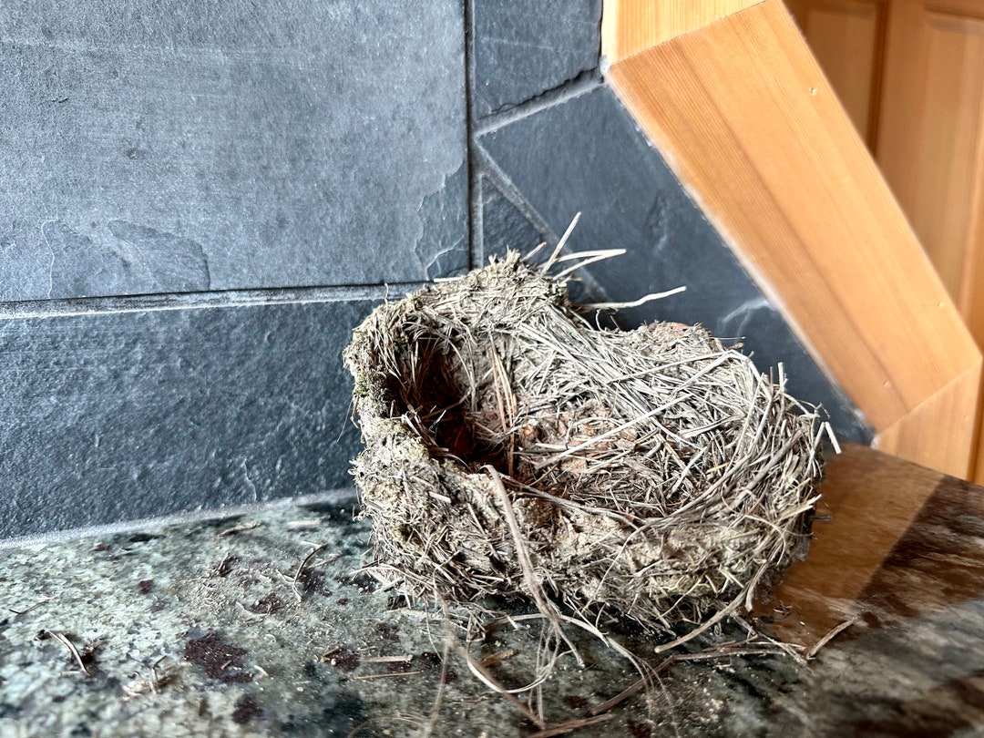 Real Bird Nest Decor Natural Bird Nest Cottagecore Bird Nest Etsy
