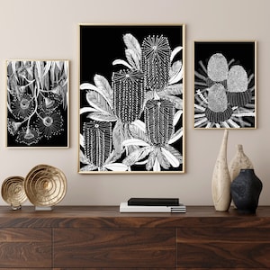 Fine Art Print Set of 3 _ Digital Download_Australian Flora Black and white . Native plants, banksia and flowering gum.