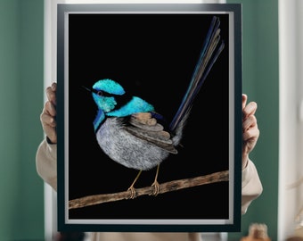 Digital Downloadable Bird Art- Australian Superb Fairy Wren Couple-2 x prints Male and Female wren. Hand drawn digital art instant download