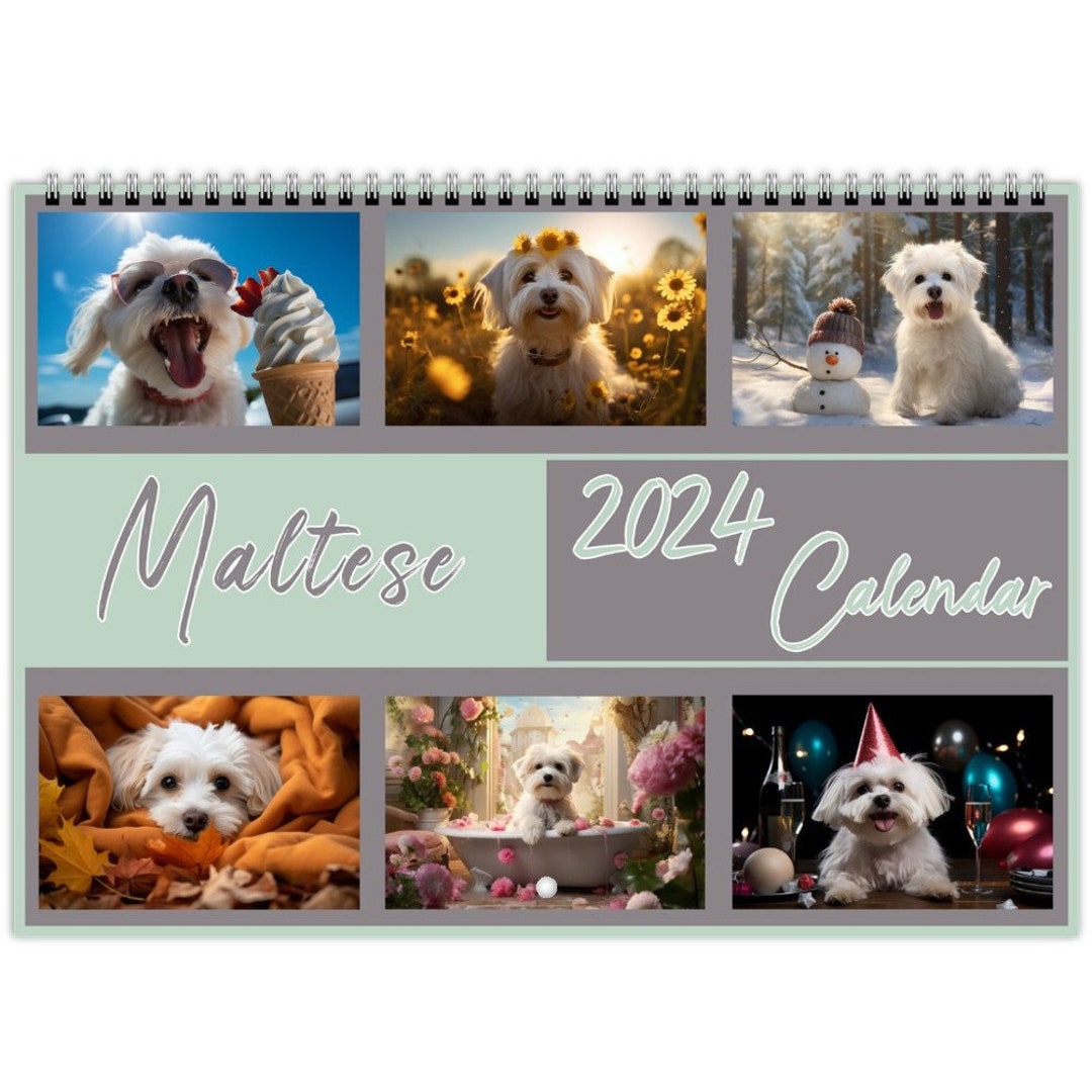 Maltese Calendar 2024 Maltese Wall Calendar Gift Dog Wall Etsy