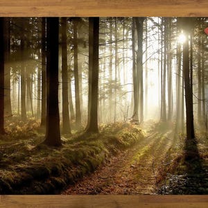 Puede incluir: Una alfombra rectangular con una escena de bosque con árboles altos y luz solar que atraviesa el dosel. La alfombra tiene un camino que conduce al bosque, con un cojín cuadrado rojo en la esquina superior derecha.