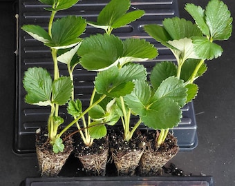 Camarosa Strawberry Plants – 4 Live Established Plugs | Short Day Strawberry Plants | Large Red Berries | Ready to Plant | Home Garden Ready