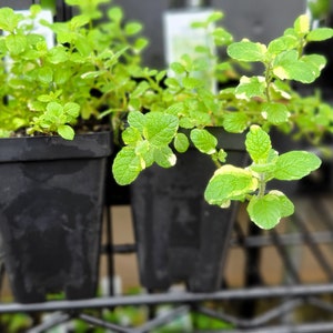 Pineapple Mint Plant- Live Potted Herb Plant