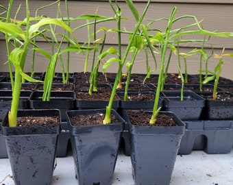 Edible Ginger Root Plant- Live Potted Plant