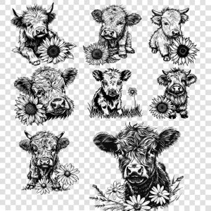 May include: Black and white line art illustrations of Highland cattle with sunflowers and daisies. The cattle are depicted in various poses, including standing, sitting, and looking at the viewer.