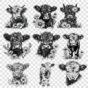 May include: A collection of nine black and white illustrations of Highland cattle with daisies. The cattle are in various poses, including standing, lying down, and looking at the viewer. The illustrations are drawn in a realistic style.
