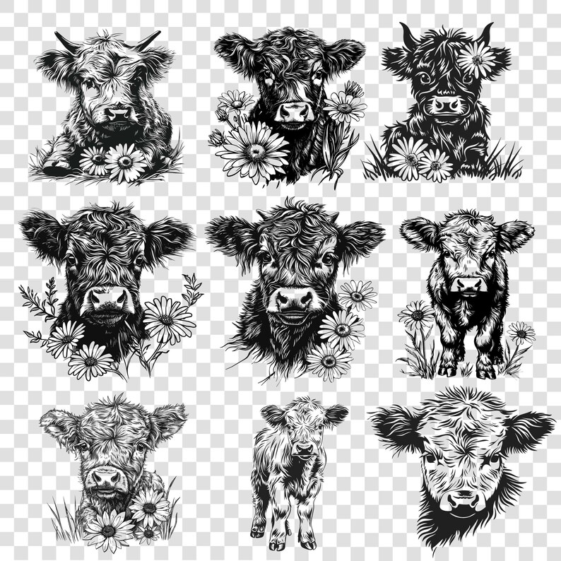 May include: A collection of nine black and white illustrations of Highland cattle with daisies. The cattle are in various poses, including standing, lying down, and looking at the viewer. The illustrations are drawn in a realistic style.