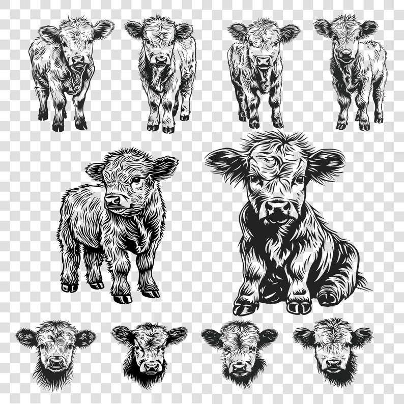 May include: A set of nine black and white illustrations of Highland cattle. The illustrations show the cattle in various poses, including standing, sitting, and looking at the camera. The illustrations are drawn in a realistic style.