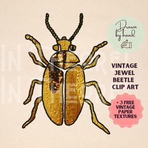 Vintage Złoty Klejnot Chrząszcz Clip Art Ilustracja JPG PNG | Owad Błąd Natura Rysunek | 100% Ręcznie Rysowane