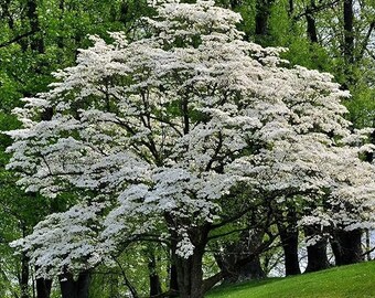 White Dogwood Tree Bundle - 2 Stunning White Flowering Dogwood Trees for Sale! Cornus florida 18-24" Tall Bare Root
