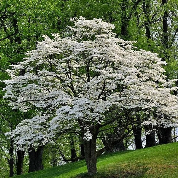 White Dogwood Tree Bundle - 2 Stunning White Flowering Dogwood Trees for Sale! Cornus florida 18-24" Tall Bare Root