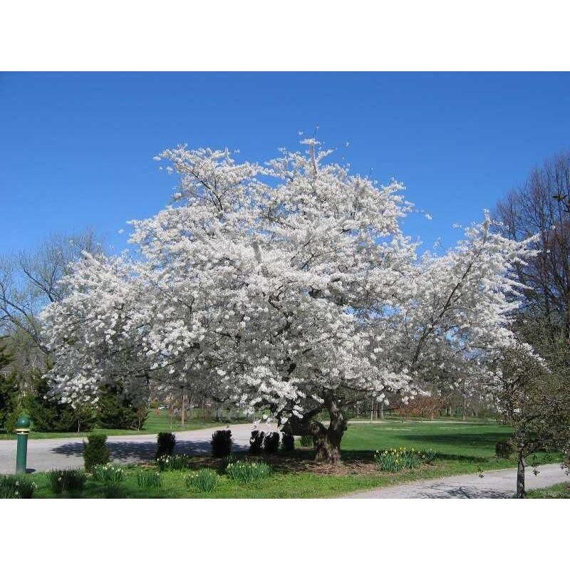 Yoshino Cherry Tree Seedlings prunus X Yedoensis Cherry Prunus 34ft Etsy