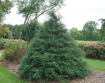 Whimsical False Cypress in Quart Pot - "Haywire" Chamaecyparis Variety