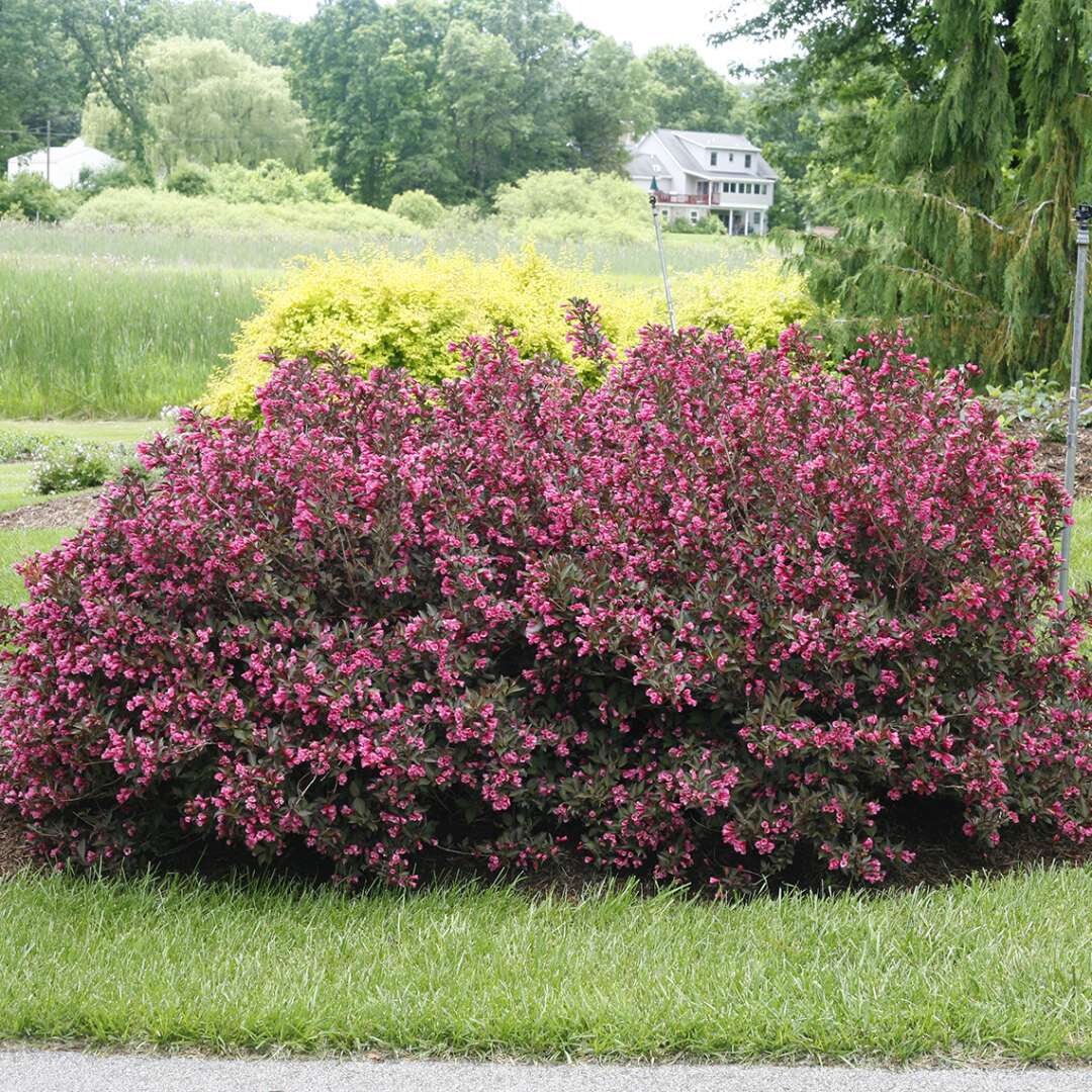 Wine Color Flowers Wine& Roses® Flowering Shrubs Weigela Proven Winners
