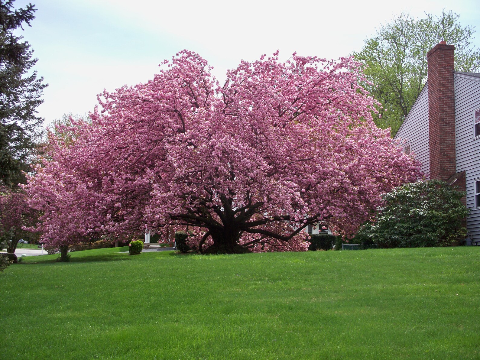 Kwanzan Cherry Tree Pink Flowering Tree 3 4 Ft Bonsai Tree Fast Growing