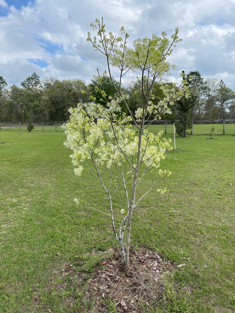 White Fringe Tree Grancy Greybeard Fringe Tree Chionanthus Virginicus 3