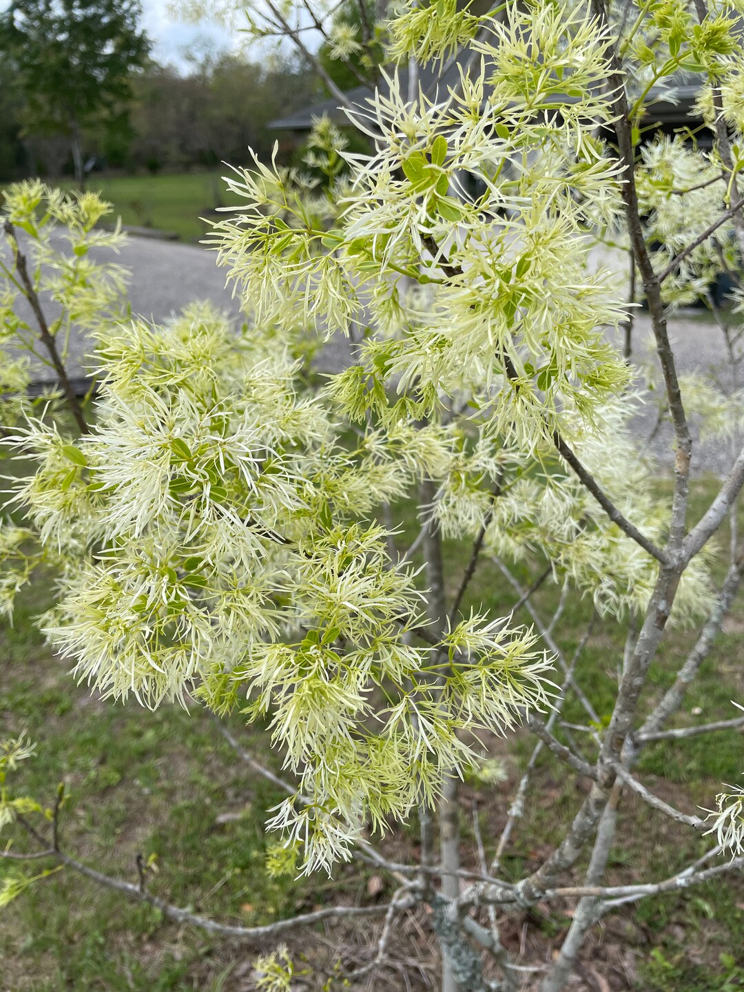 White Fringe Tree Grancy Greybeard Fringe Tree Chionanthus Virginicus 3