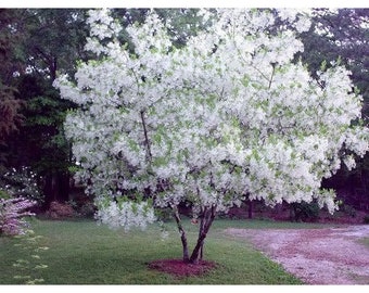 Exquisito árbol con flecos - Flores blancas - Maceta de 3 galones - Favorito del paisajismo