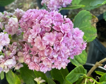 Double Down  Bigleaf Hydrangea in 3 Gallon Pot - Purple or Pink Blooms"
