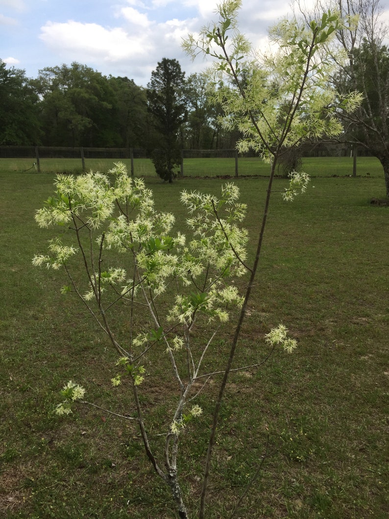 White Fringe Tree Grancy Greybeard Fringe Tree Chionanthus Virginicus 3