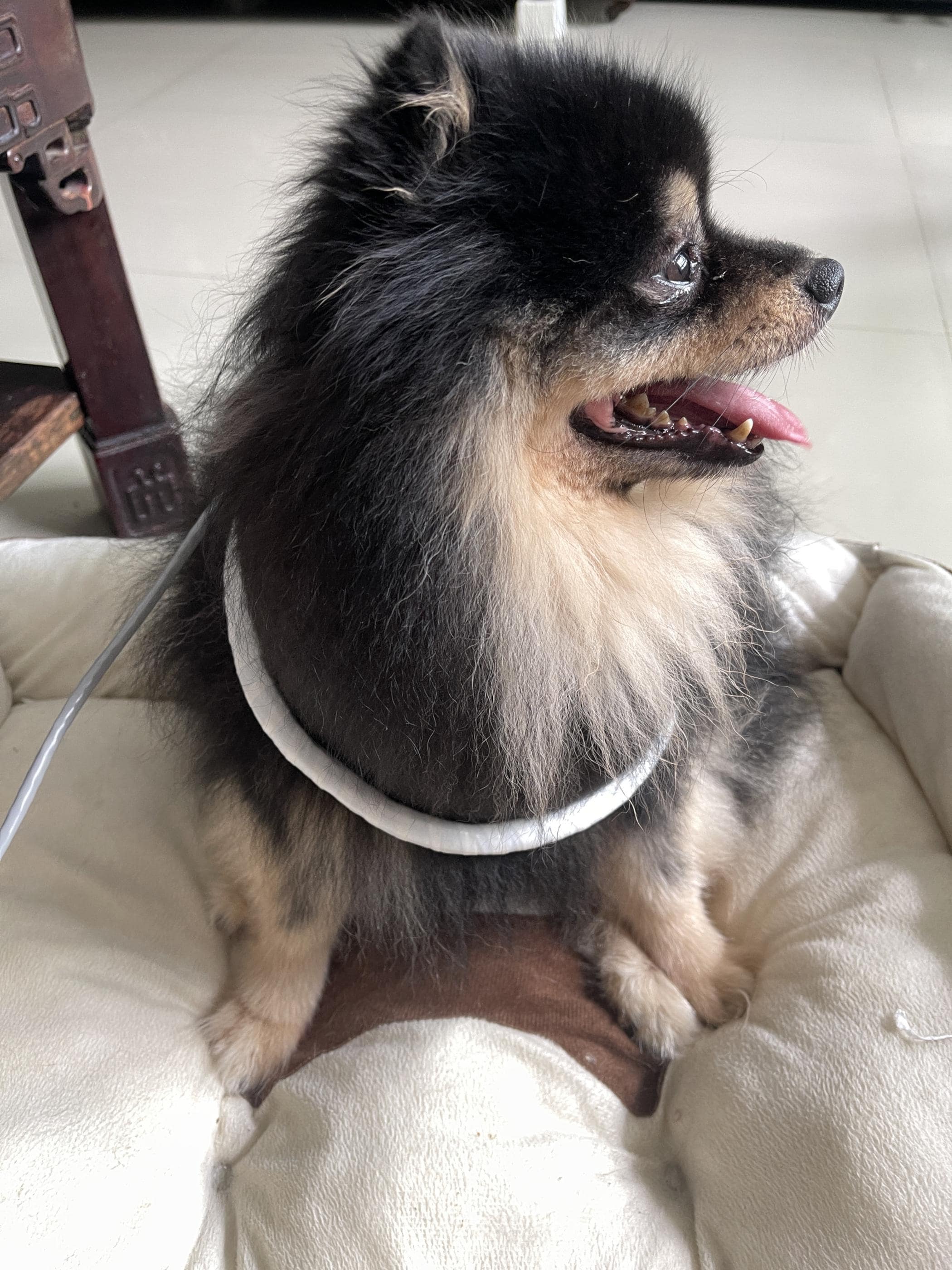Curated visual reference: Fresh Look at Pets Pemf Therapy Ring Mat 7 Loop Pain Relief For