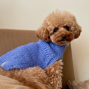 Puede incluir: Un perro pequeño y marrón con un suéter de punto azul claro con cuello alto. El perro está sentado en un sofá marrón. El suéter tiene un detalle de botón. Se ve un cojín estampado.