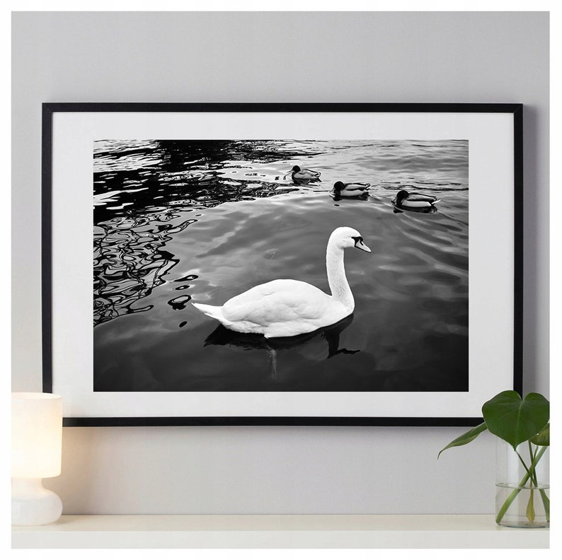 Rocking Swan Limited Edition of 25 2AP Photograph Etsy