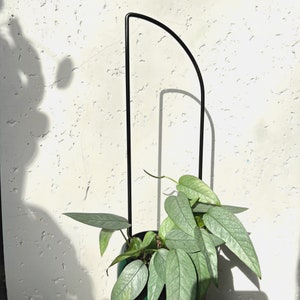 May include: A black metal plant stand with a curved top, supporting a green potted plant with large, light green leaves.